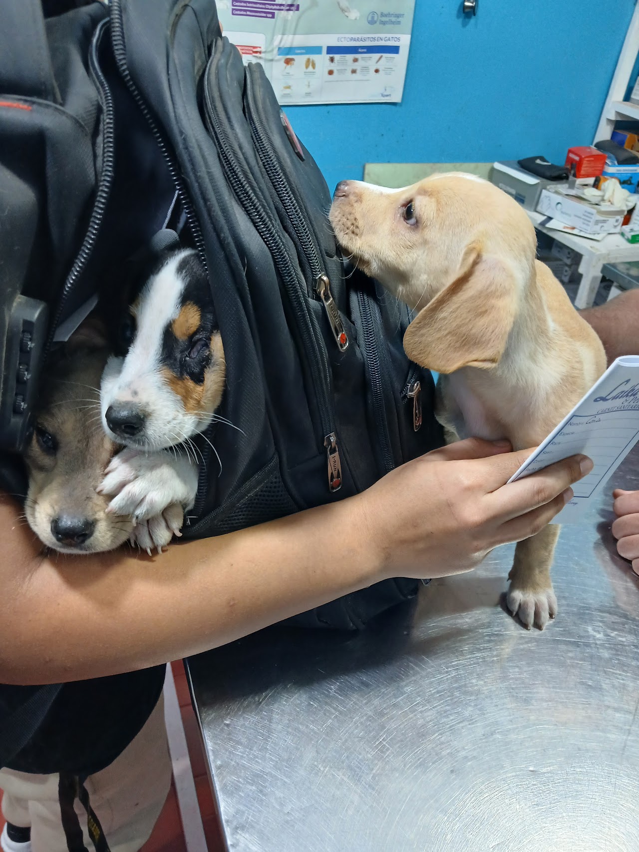 Mesa de examinación de Veterinaria Laika