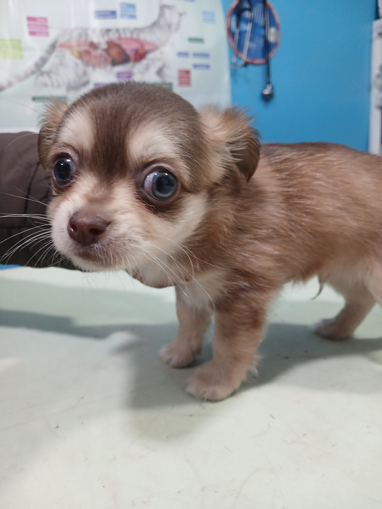 Paciente atendido en Veterinaria Laika